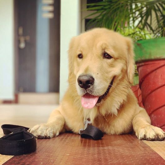 Garima Jain Age, Height, Affairs, Web Series, Net Worth 9 Garimas dog Simba
