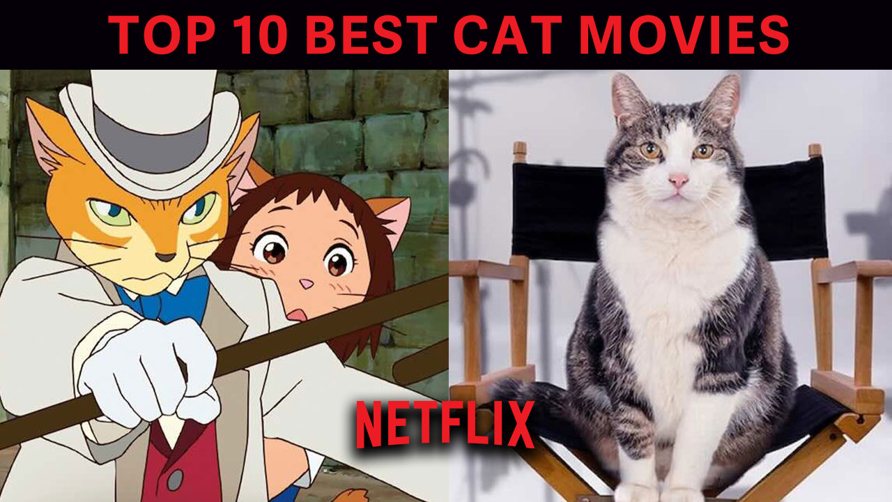 Top 10 Cat Movies on Netflix